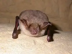 Großes Mausohr, Fledermaus des Jahres 2024,2025