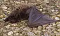 Große Bartfledermaus (Beispielfoto)