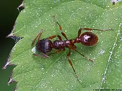 Rote Gartenameise