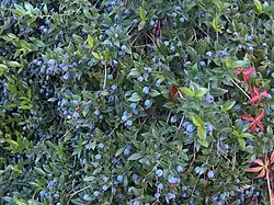 Beerenfrucht