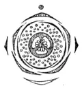 Myrtus communis