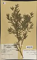 Myrtus nivellei