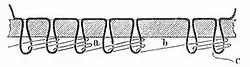 Fig. 6. Verschlingung des unteren Bindefadens mit dem oberen Faden