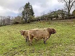 Nöllenberg 2 mit Galloway-Rindern
