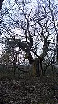 Alter Baum auf der Kuppe