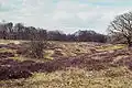 NSG „Borkener Paradies“