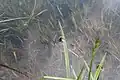 Frosch