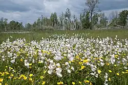 Moortypische Flora im Leipheimer Moos: Wollgras zwischen Riedgräsern