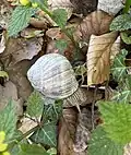 Weinbergschnecke im NSG