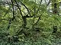 Bizarre Wuchsform im Sumpfwald