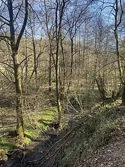 Auwald im NSG Breibachtal