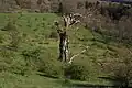 Fast abgestorbener Hutebaum in verbuschender Landschaft