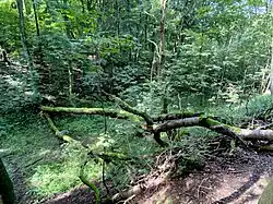 Baumsturz im NSG