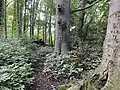 Wald am ehem. Abgrabungsgewässer