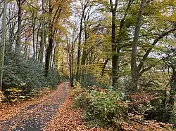 Wald bei Sünsbruch