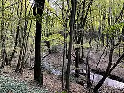 Auwald