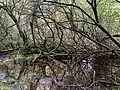 Erlenbruchwald am Sieben-Brücken-Weg
