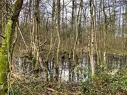 Erlenbruchwald