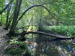 Wipper im Auwald