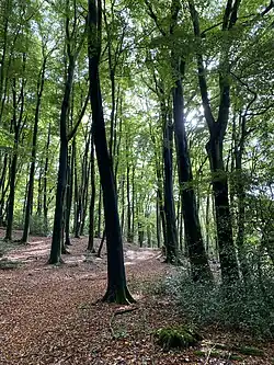 Buchenwald