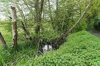 Naturnaher Graben