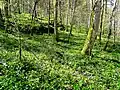 Laubwald im NSG