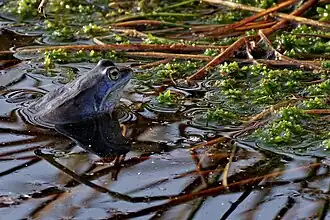 Moorfroschmännchen im Pietzmoor während der Laichzeit