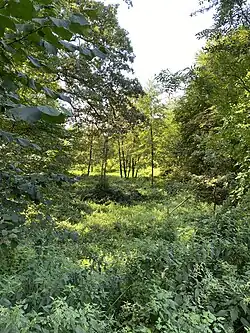 Auwald
