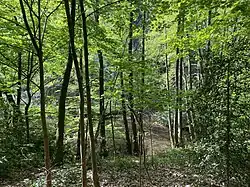 Erlengaleriewald