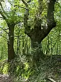Hohlweg gesäumt von alten Hainbuchen