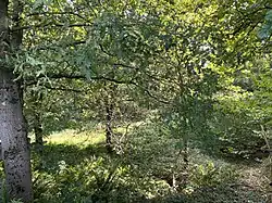 Tüschener Bachtal