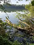 Totholz am Nordufer