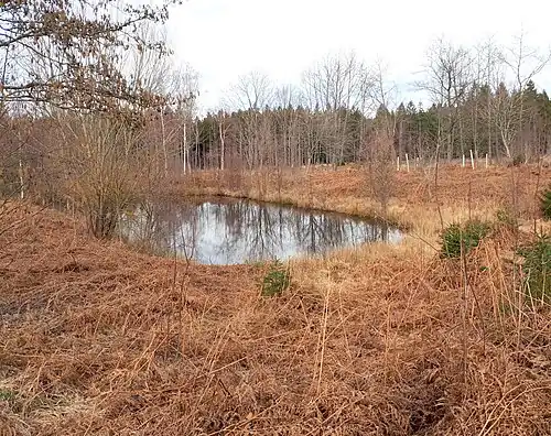 Teich