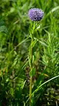 Echte Kugelblume