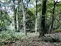 Siepener Bachtal – gesunder Mischwald in unterschiedlichen Arten u. Altersklassen