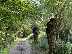 Kopfweiden