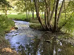 Rinderbach im NSG