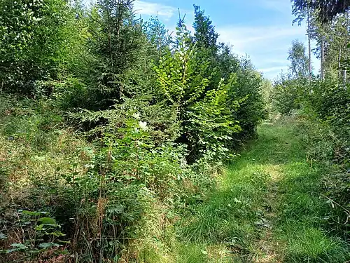 Weg im NSG