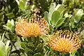 Nadelkissen-Protea