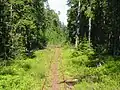 Die Schmalspurbahn
