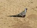 Männchen