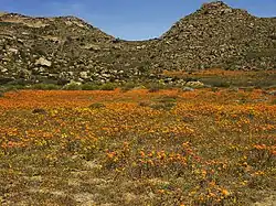 Wüstenblüte
