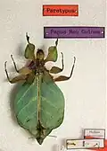 Weiblicher Paratypus von Nanophyllium chitoniscoides aus der Sammlung von D. Größer