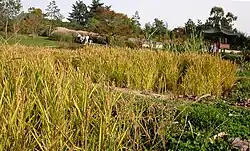 Feld