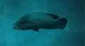 Napoleonfisch