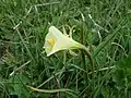 Blüte von Narcissus obesus