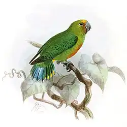 Männchen