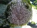 Seeigel, Oralseite mit Zahnapparat