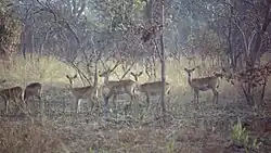 Nationalpark Comoé