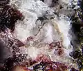 Natrophosphat mit Villiaumit, Berg Raswumtschorr (1972)